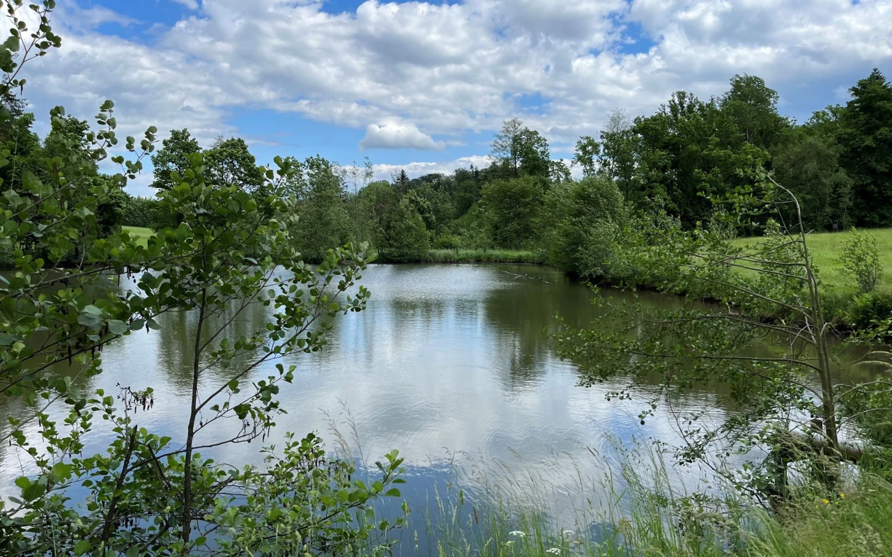 Bild Ruhiger Naturteich im Klinikpark, umgeben von dichtem Grün, Bäumen und gepflegten Wiesen. Die Wasseroberfläche spiegelt den blauen Himmel und die Wolken wider.