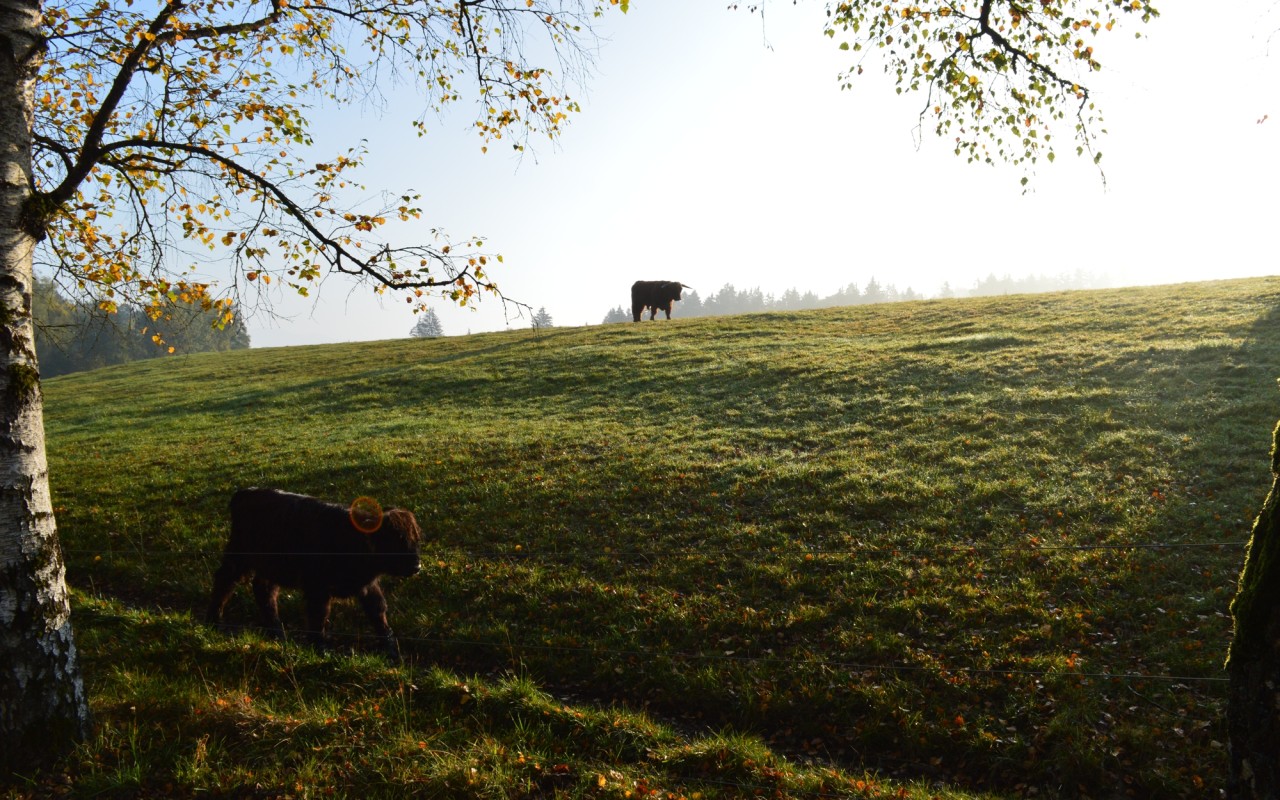 Bild Rinderweide Klinikpark