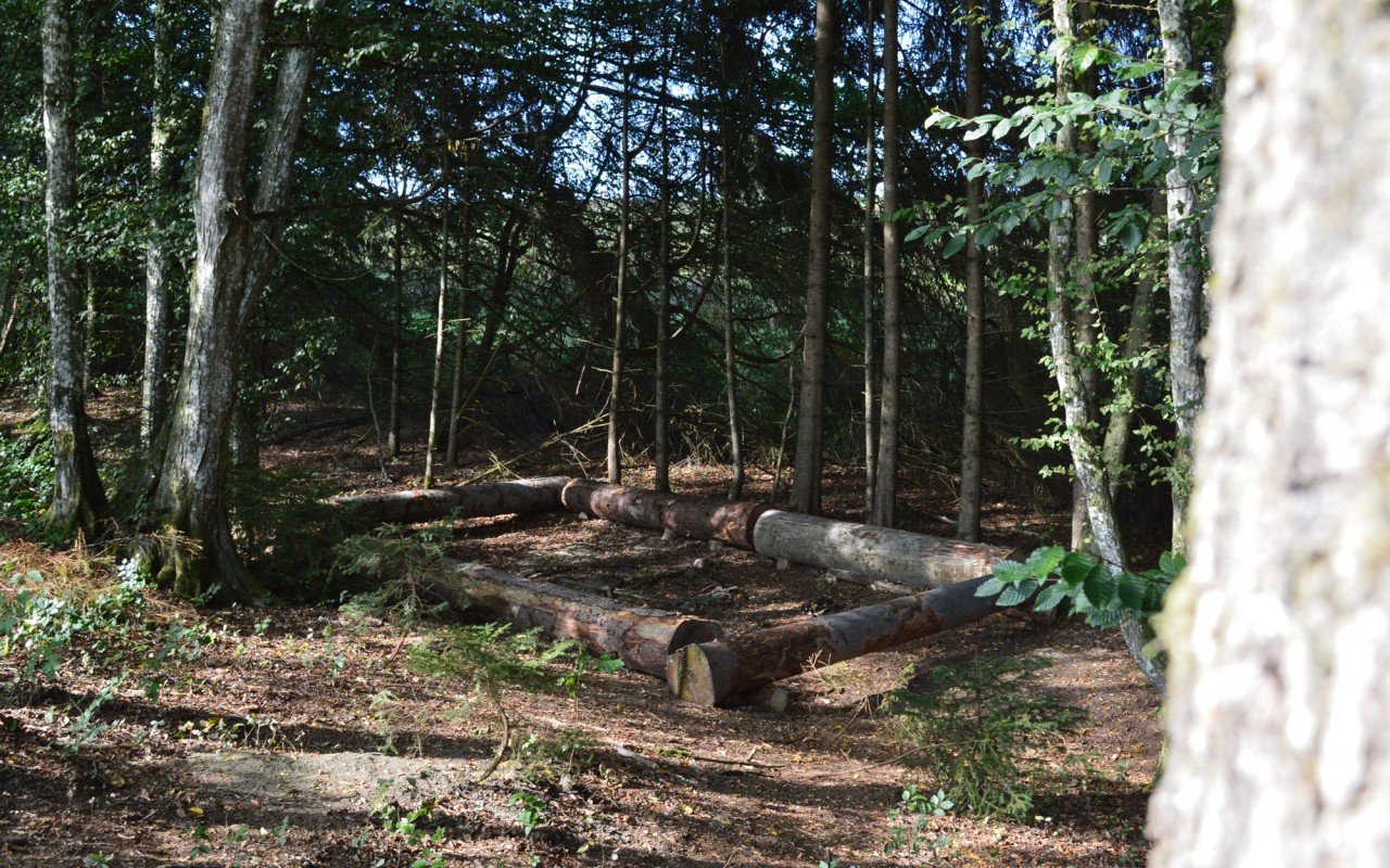 Bild Klinik Prof. Schedel Waldtherapie