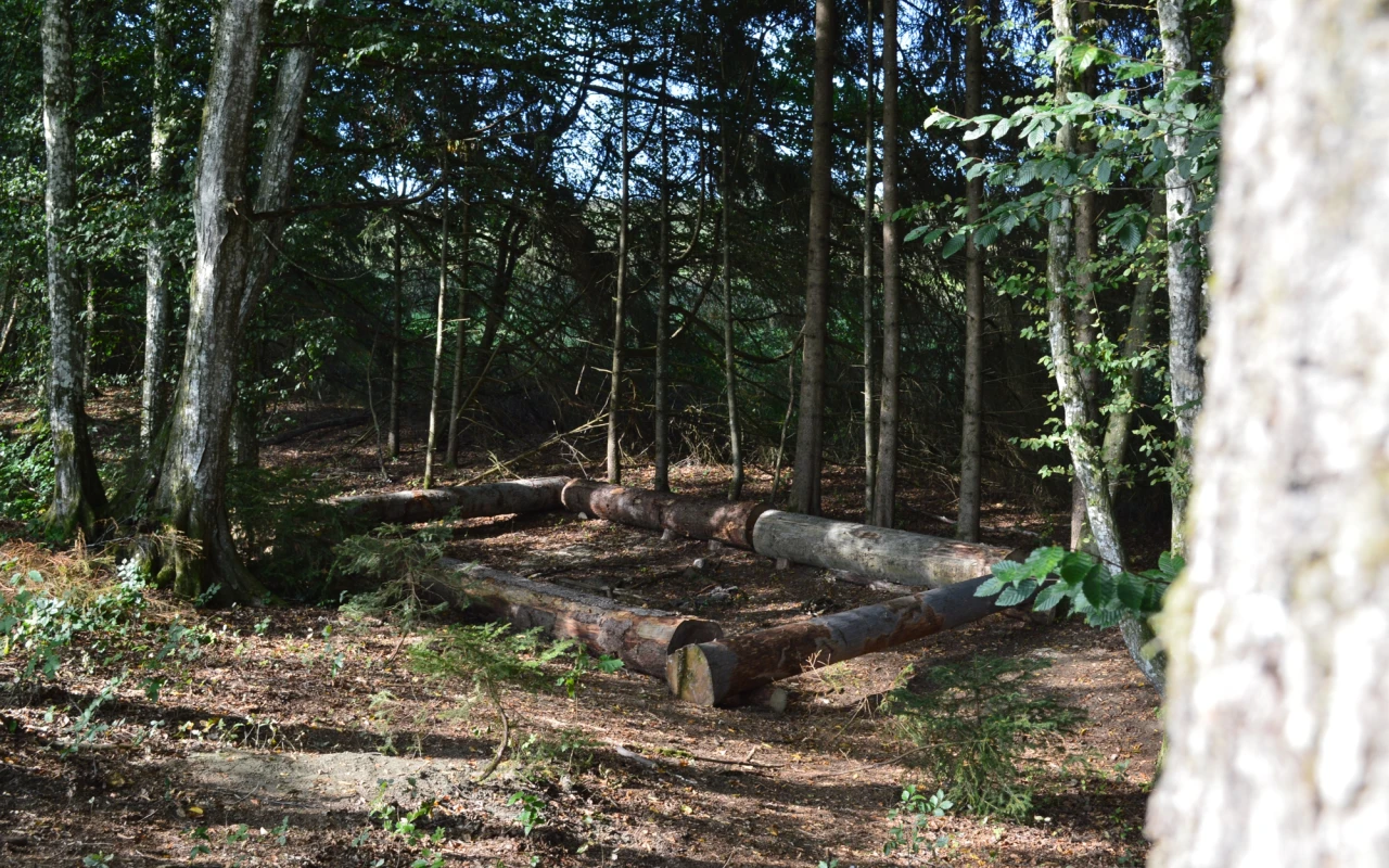Bild Sitzgruppe aus Baumstämmen im Wald für unsere Waldtherapie