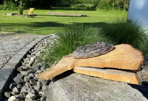 Bild Wald- und Naturtherapie